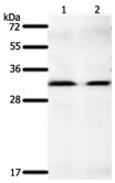 GEMIN2 Antibody