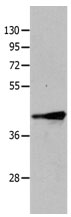 TRIM63 Antibody