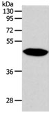 NPY1R Antibody