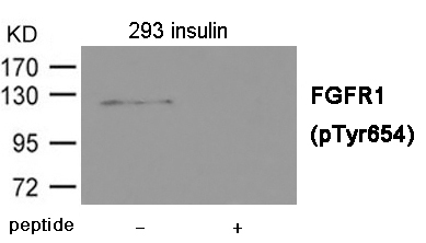 FGFR1 (Phospho-Tyr654) Antibody