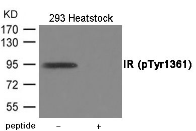 IR (Phospho-Tyr1361) Antibody