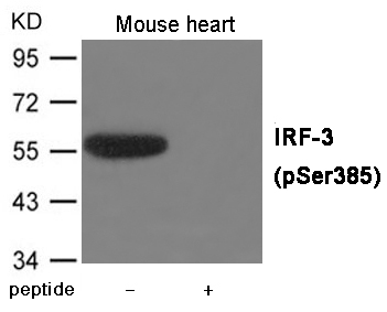 IRF-3 (Phospho-Ser385) Antibody