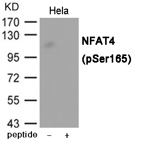 NFAT4 (Phospho-Ser165) Antibody