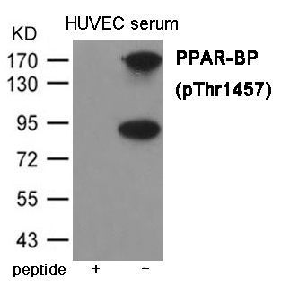 PPAR-BP (Phospho-Thr1457) Antibody