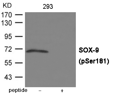 SOX-9 (Phospho-Ser181) Antibody