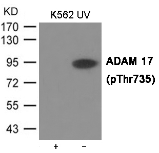 ADAM 17 (Phospho-Thr735) Antibody