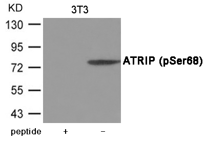 ATRIP (Phospho-Ser68) Antibody