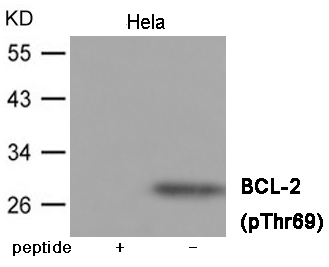 BCL-2 (Phospho-Thr69) Antibody