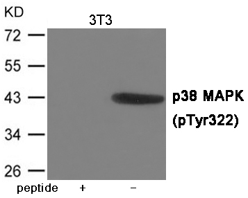 p38 MAPK (Phospho-Tyr322) Antibody