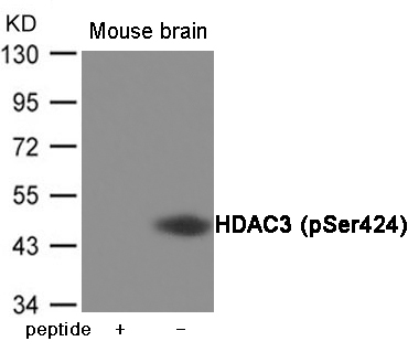 HDAC3 (Phospho-Ser424) Antibody