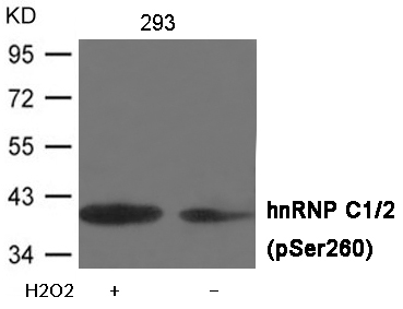 hnRNP C1/2 (Phospho-Ser260) Antibody