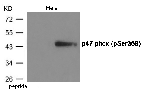 p47 phox (Phospho-Ser359) Antibody