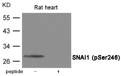 SNAI1 (Phospho-Ser246) Antibody