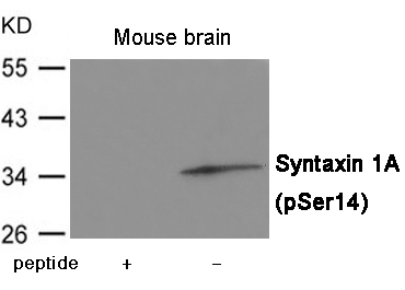 Syntaxin 1A (Phospho-Ser14) Antibody