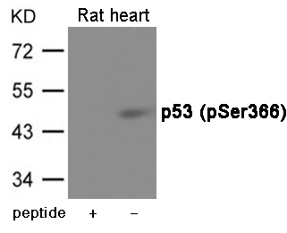 p53 (Phospho-Ser366) Antibody