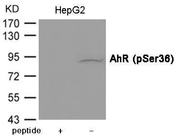 AhR (Phospho-Ser36) Antibody