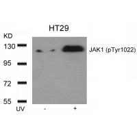 JAK1(Phospho-Tyr1022) Antibody