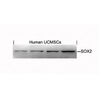 SOX2 Antibody