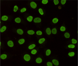 HP1-gamma Monoclonal Antibody