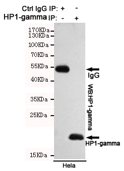 HP1-gamma Monoclonal Antibody