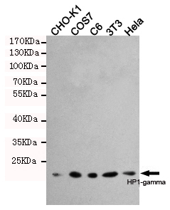 HP1-gamma Monoclonal Antibody