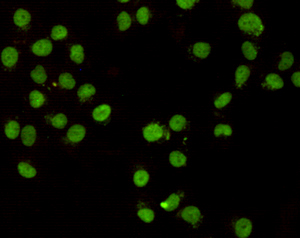 CHD3 (C-terminus) Monoclonal Antibody