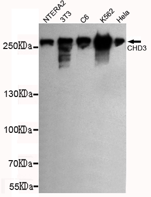 CHD3 (C-terminus) Monoclonal Antibody