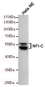 NFIC Monoclonal Antibody