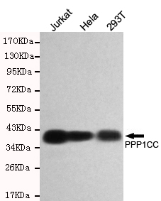 PP1C Monoclonal Antibody