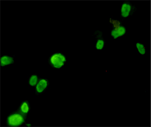 FOXP3 Monoclonal Antibody