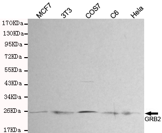 GRB2 Monoclonal Antibody