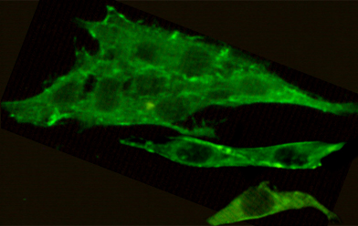 CSK Monoclonal Antibody