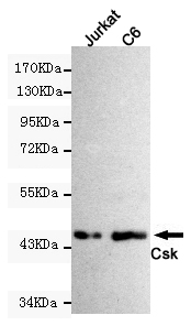 CSK Monoclonal Antibody