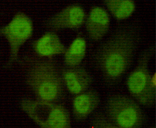 DNA-PKcs Monoclonal Antibody