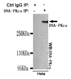 DNA-PKcs Monoclonal Antibody