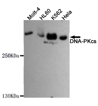 DNA-PKcs Monoclonal Antibody