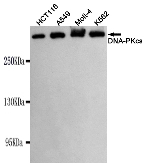 DNA-PKcs Monoclonal Antibody