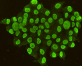 CDX2 Monoclonal Antibody