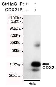 CDX2 Monoclonal Antibody