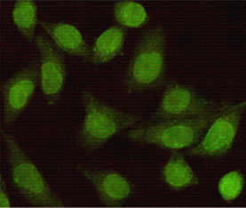 Smad2 Monoclonal Antibody