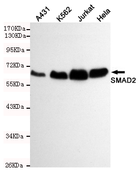 Smad2 Monoclonal Antibody