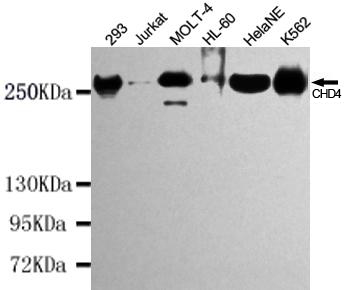 CHD4 Monoclonal Antibody