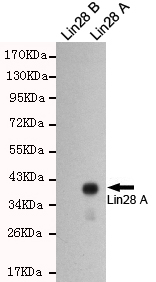 LIN28A Monoclonal Antibody