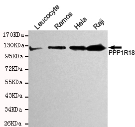 Phostensin Monoclonal Antibody