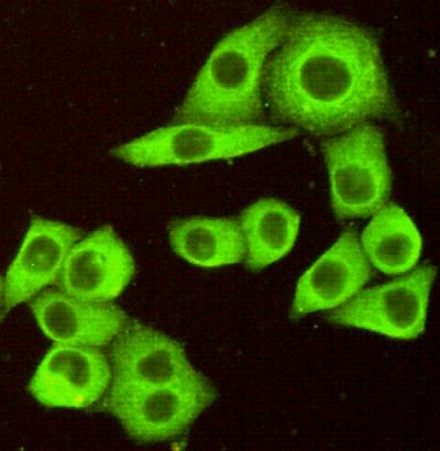 DR5 Monoclonal Antibody