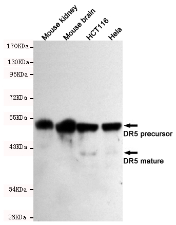 DR5 Monoclonal Antibody