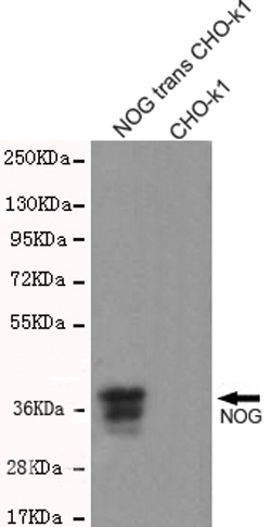 Noggin Monoclonal Antibody