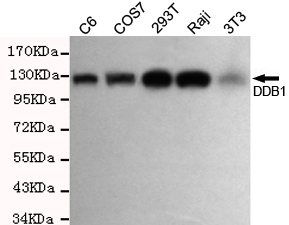 DDB1 Monoclonal Antibody