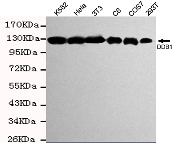 DDB1 Monoclonal Antibody