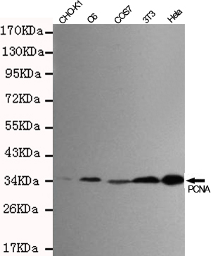 PCNA Monoclonal Antibody